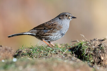 DUNNOCK (Prunella modularis) feeding in the meadow on an ocher and unfocused background
