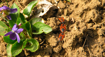 A firebug couple on a dry brown ground with flower. Pyrrhocoris apterus . Soldier bugs
