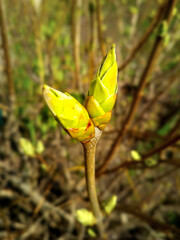Close-up of twigs with leaf buds about to explode. Young nature wakes up in springtime with a bush branch full of buds and small leaves, nature concept. The awakening of spring and the beauty of natur