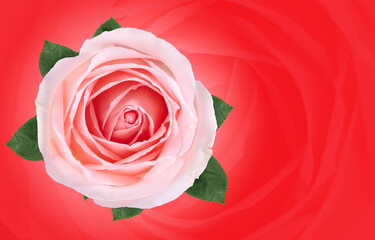 Pink rose on red background, Pink rose symbols of love for Happy Women's Day, Mother's Day, Valentine's Day, birthday greeting card design