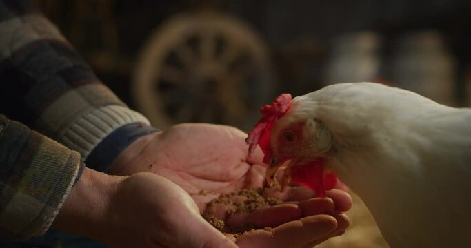 Cinematic close up shot of young male farmer is feeding from his hands ecologically grown white hen with genuine bio nutrient cereals for eggs laying in a barn of countryside agricultural farm.