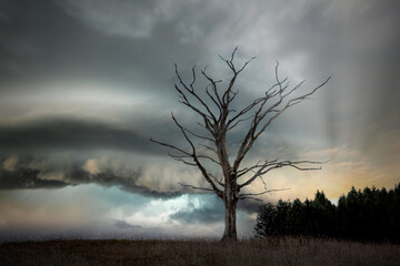 Tree in storm