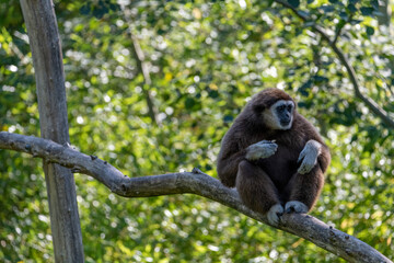 Gibbon sitting on a branch whilst eating