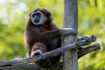 Gibbon sitting on a plattform