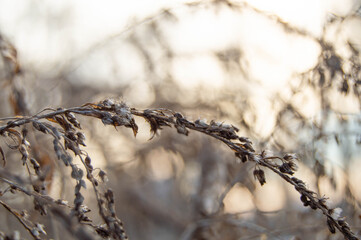 Twigs of small hairy plants in front of the sun
