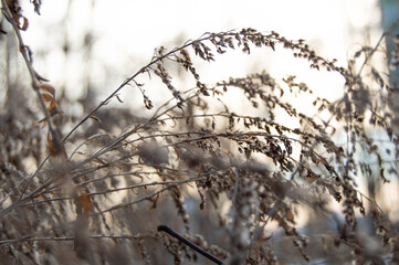 Twigs of small hairy plants in front of the sun