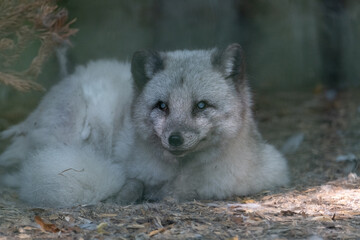 Blind Arctic Fox laying down