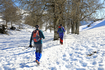 senderistas montañeros  con bastones y grampones en la nieve entre árboles país vasco...
