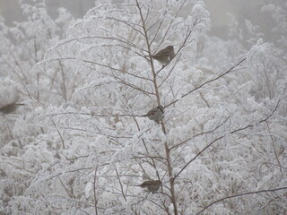 beautiful birds on a frozen branch passing cold looking for food