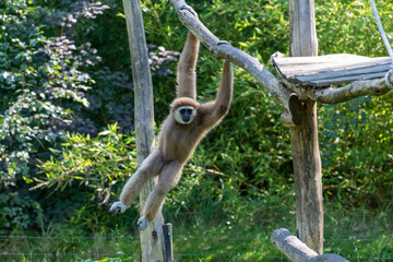 Swinging Gibbon hanging on branch