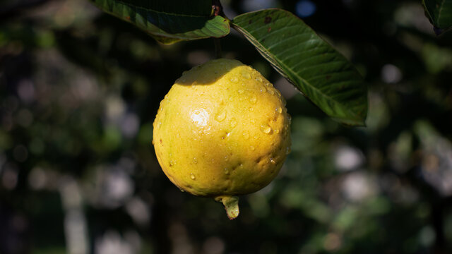 Fruta de guayaba madura en el arbol
