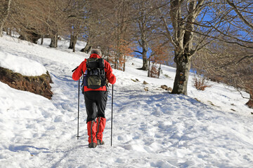 senderista montañero persona mayor con bastones de rojo en la nieve bosque país vasco...