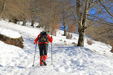 senderista montañero persona mayor con bastones de rojo en la nieve bosque país vasco...