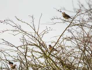 Fieldfares eating berries and perching in a bare tree, the birds are feeding on berries in the tree. 
