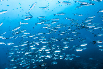 Fototapeta na wymiar UnderWater