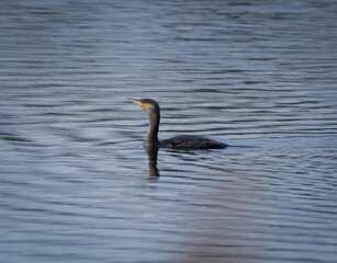 Cormorant swimming alone in a nature reserve