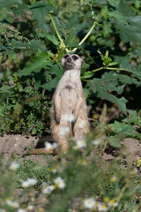 Meerkat standing on the ground, looking shocked