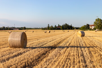 hay bales in the countryside