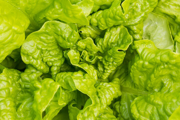 Green fresh lettuce leaves in the garden, close up.