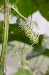 Cucumber in greenhouse close-up on a background of leaves.