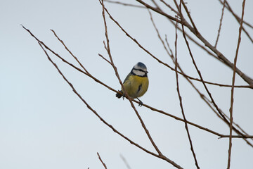Inquisitive little Blue Tit perched in a tree, with a plain blue sky background.