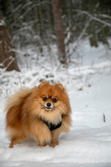 Red pygmy Pomeranian Spitz on the background of winter forest