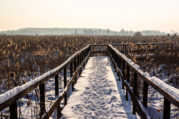 Kładka wśród bagien w Narwiańskim Parku Narodowym, Podlasie, Polska © podlaski49