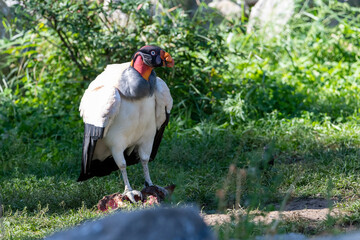 King Vulture sitting on a carcass, feeding on carrion
