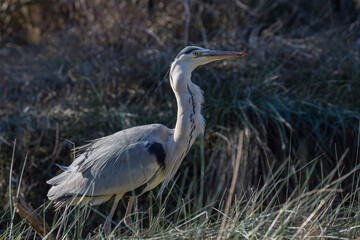 Portrait of the grey heron in a protected area of the Camargue, France