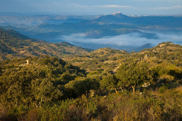 Fototapeta na wymiar Bosque Mediterráneo, Parque Natural Sierra de Andújar, Jaen, Andalucía, España