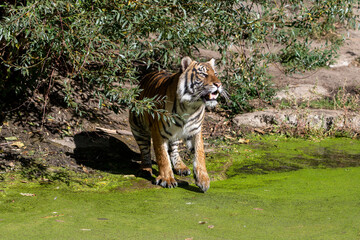 Fototapeta na wymiar Tiger with wet fur in the bright sun next to the water