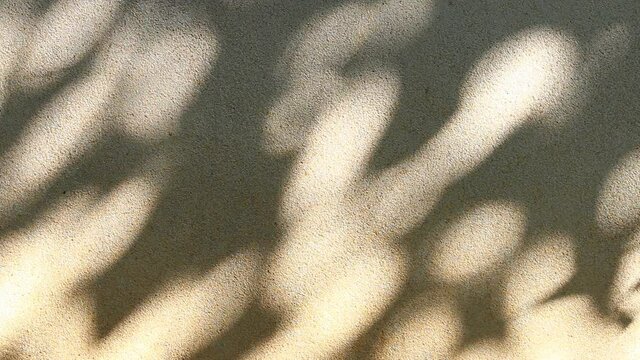 Leaves  shadow on the wall  , outdoor  Chiangmai  Thailand