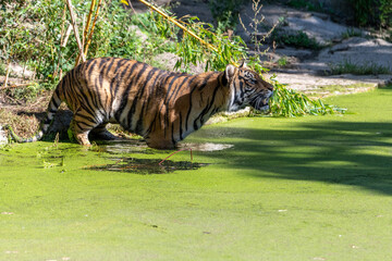 Tiger standing in common duckweed, looking upwards