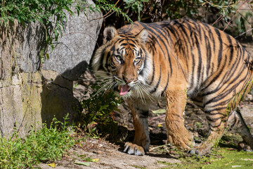 Tiger with water lentils on its maw chuffing