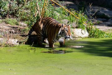 Tiger moving to sea with water lentils