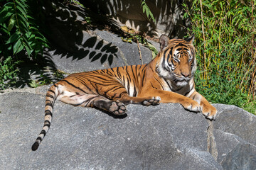 Fototapeta na wymiar Tiger sleeping on a stone in the sun