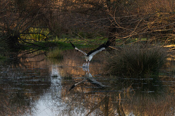 Photo of common stork taking off from the surface of Guadiana river in Badajoz, Spain.
