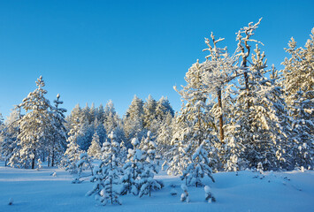 Beautiful Christmas Winter