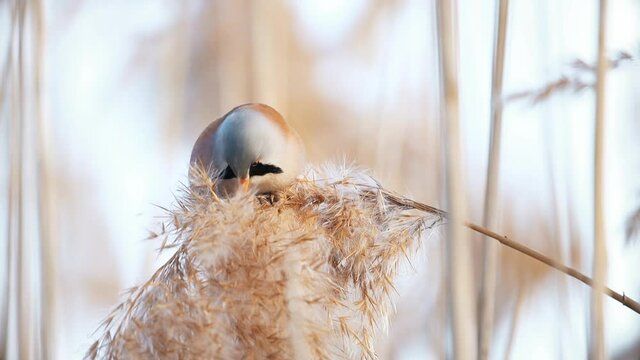 baleen tit eating cane seeds slow motion