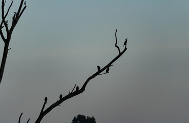 Photo of different birds standing on top of branches during the sunset over the Guadiana river in Badajoz, Spain.