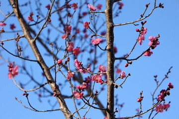 梅の花