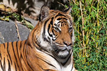 Fototapeta na wymiar Tiger sitting and resting in the sun