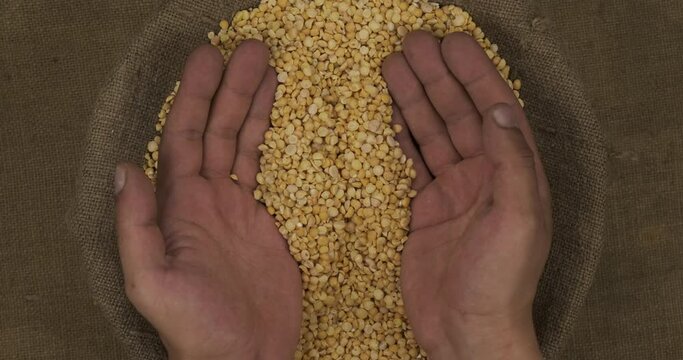 Farmer hands pick up a handful of peas grains from the bag and raise their palms up.