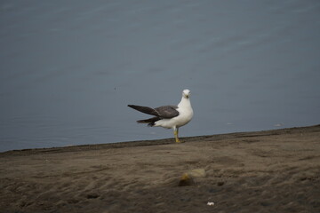 こちらを見る海辺のウミネコ