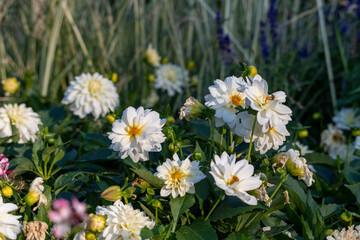 Obraz premium Group of Dahlia Flowers