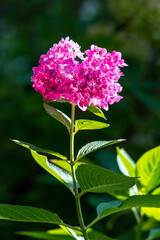 Hesperis matronalis flower
