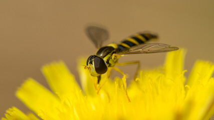 hoverfly on yellow flower