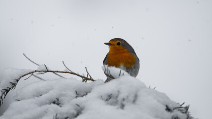 rotkehlchen, bird, winter, schnee, wild lebende tiere, natur, rot, tier, bird, rotkehlchen, ast, 