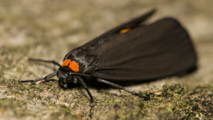 Fototapeta na wymiar moth on a green grass