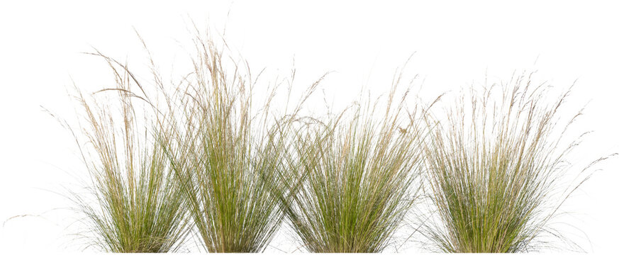 tufts of ornamental grass isolated on white background © Martin